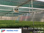 Khảo sát làm mát nhà kính tại Đắk Lắk – Giải pháp tối ưu nhiệt độ cho cây trồng phát triển ổn định